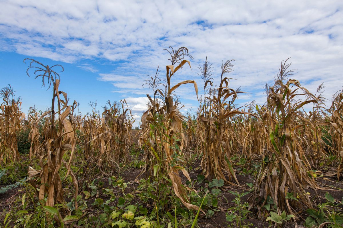 Health obstacles: A new Yale study of children in Uganda finds a link between measures like rainfall — and the subsequent availability of water to pregnant women — and levels of malnutrition in children.

The finding can help prioritize intervention in vulnerable regions: