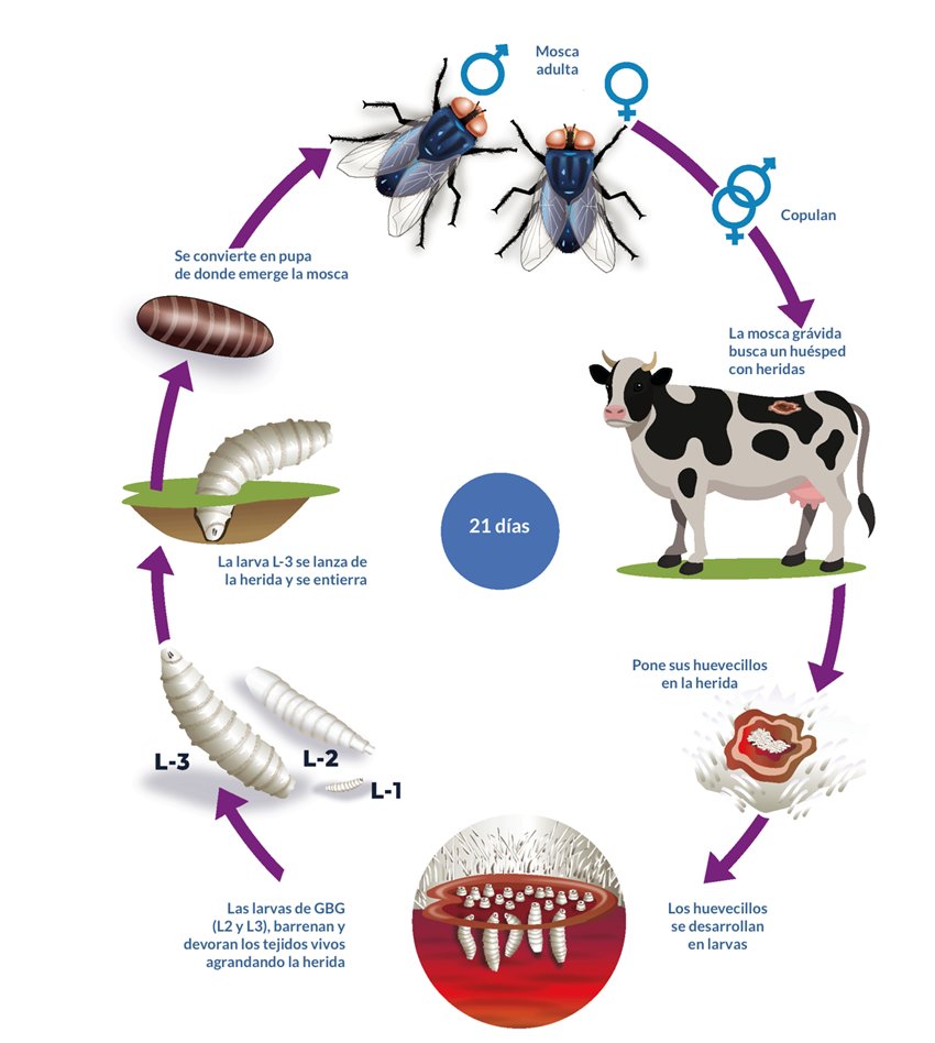 notacentralmx's tweet image. ❌🇺🇸 #EEUU cierra frontera con México por gusano 🐛 barrenador, por lo pronto 15 días. Importaciones de ganado vivo afectadas. 🐄🐮
@Agricultura_mex
@JulioBerdegue
#FronteraMéxicoEU #GusanoBarrenador #Ganadería