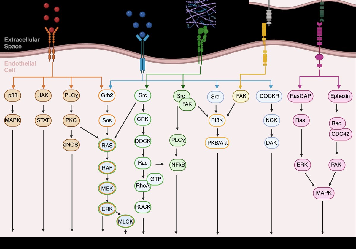 Circulation Research (@circres) on Twitter photo Check out the latest review in the May 9th issue of <a href="/CircRes/">Circulation Research</a> by Shaposhnikov & colleagues "The Value of #Bioinformatics Models for Predicting Translational Control of #Angiogenesis" at ahajrnls.org/3F5r2DE Check out the latest review in the May 9th issue of <a href="/CircRes/">Circulation Research</a> by Shaposhnikov & colleagues "The Value of #Bioinformatics Models for Predicting Translational Control of #Angiogenesis" at ahajrnls.org/3F5r2DE