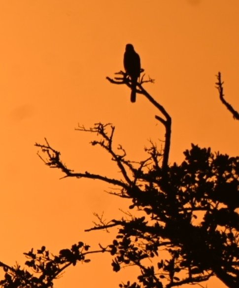 Picturelove141's tweet image. Northern Harrier 

#birding 
#backlit