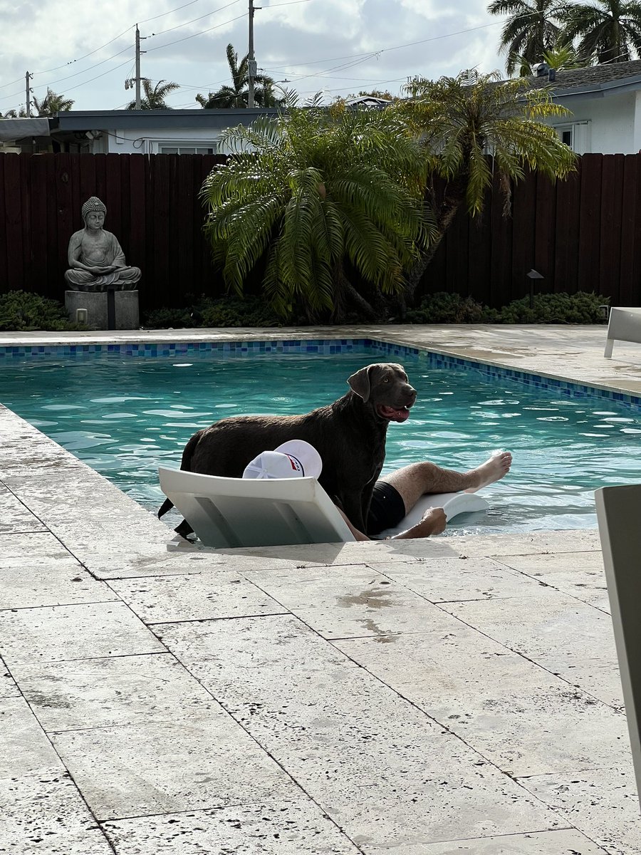 Jcm0703's tweet image. Chillin in the pool with my boy Slate. #silverlab #labsareawesome