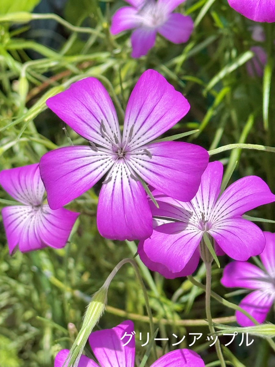 綠意家園 以善為本、以福為心.imj