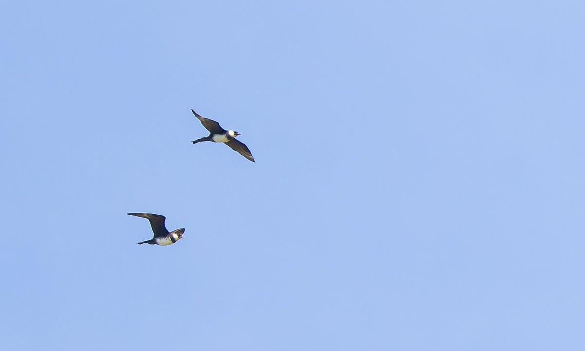 alan lewis wildlife stuff (@lewisstuff) on Twitter photo Pomarine Skuas at Hurst Spit today - a highlight of the Spring in Hampshire, but sometimes I miss them entirely; today an early flock of 9 and a pair later were much appreciated! <a href="/HOSbirding/">Hampshire Ornithological Society</a> <a href="/LymKeyRanger/">Lymington-Keyhaven Nature Reserve</a> Pomarine Skuas at Hurst Spit today - a highlight of the Spring in Hampshire, but sometimes I miss them entirely; today an early flock of 9 and a pair later were much appreciated! <a href="/HOSbirding/">Hampshire Ornithological Society</a> <a href="/LymKeyRanger/">Lymington-Keyhaven Nature Reserve</a>