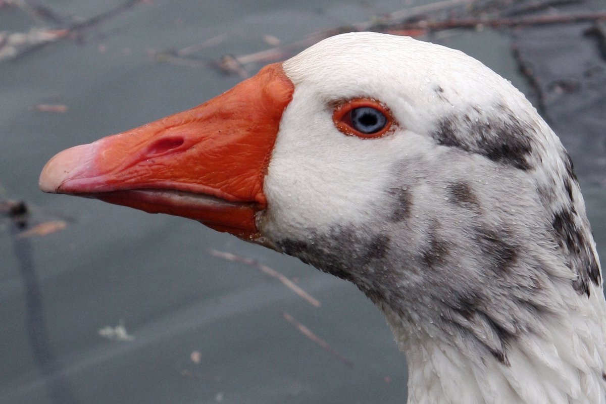 Thundercatt99's tweet image. goose explode into guffaws
private joke

#Storyin6 #prompt #Explode #poetry #WritingCommunity