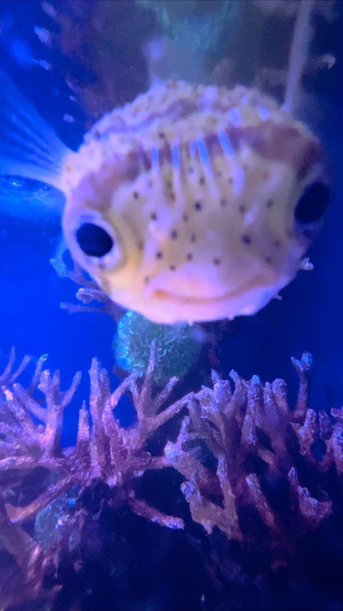 coryihan's tweet image. 👀🐠