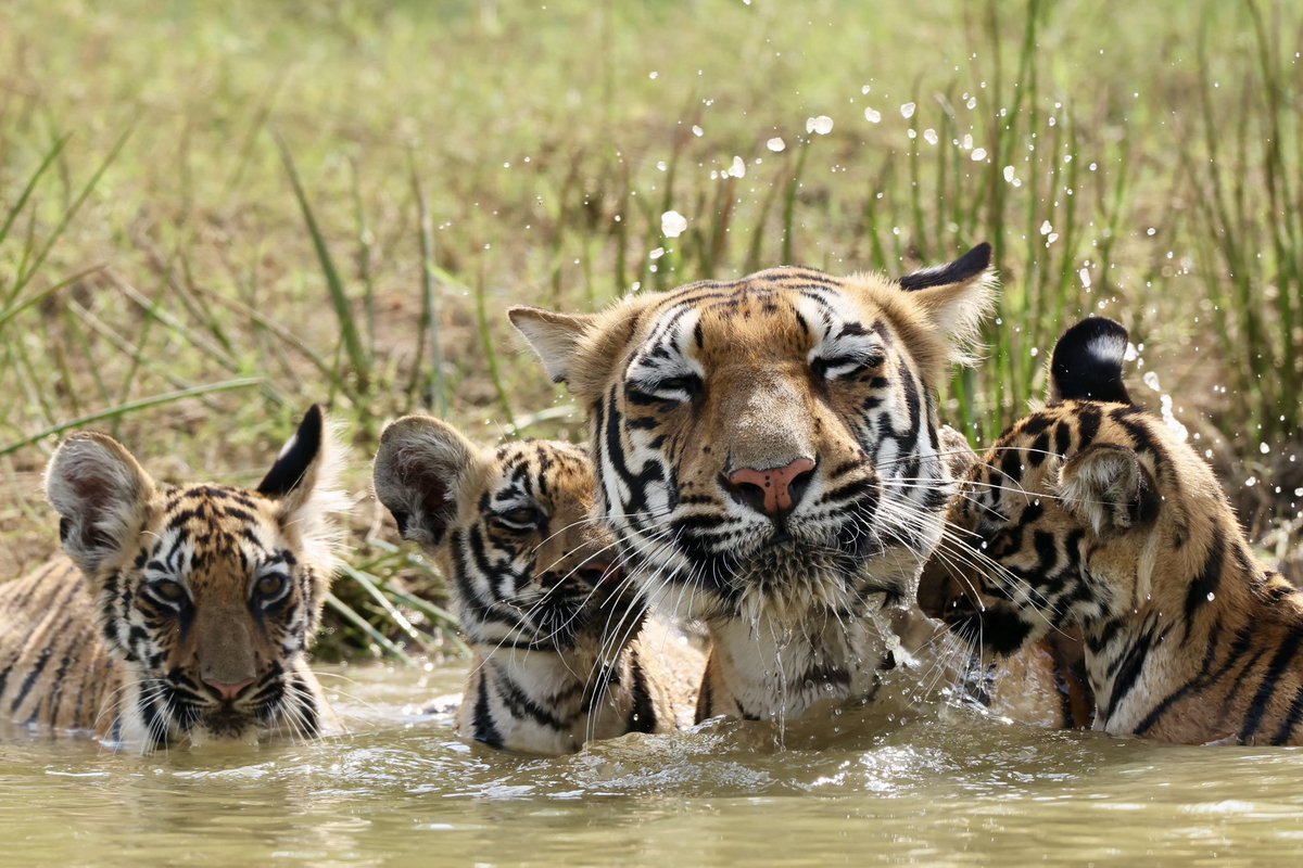 Tiger cub crashes into his momma causing a nice shower for all and she enjoys the moment as only a mother can