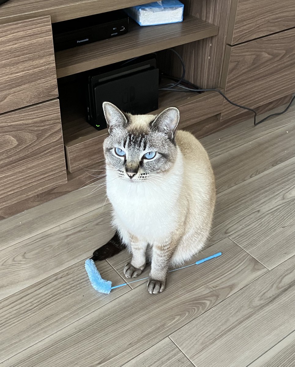 遊んでくれるまでじっと待つねこ