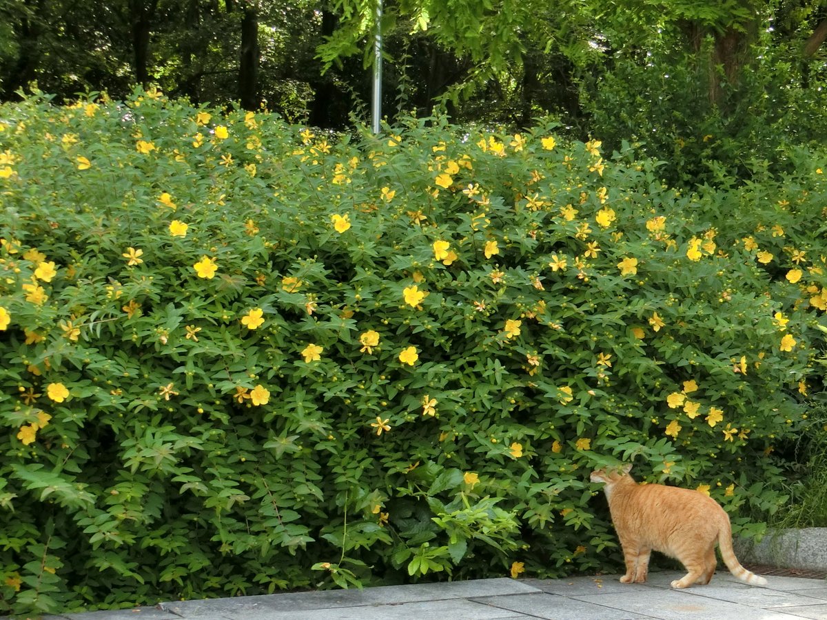 noka35520398's tweet photo. 猫日本🐱(cat japan) 🎶ヽ(^˶•ϖ•˶^)/🎶
Photo by NOKA #猫日本
ピンタレスト(Pinterest) https://t.co/PGEUGNzbQA https://t.co/TGqPnnmS8w