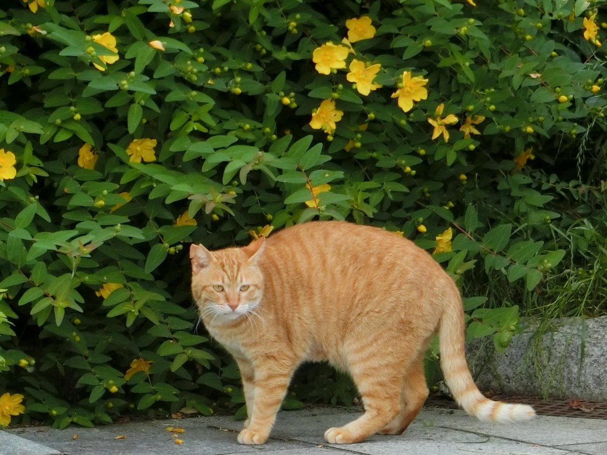noka35520398's tweet photo. 猫日本🐱(cat japan) 🎶ヽ(^˶•ϖ•˶^)/🎶
Photo by NOKA #猫日本
ピンタレスト(Pinterest) https://t.co/PGEUGNzbQA https://t.co/TGqPnnmS8w