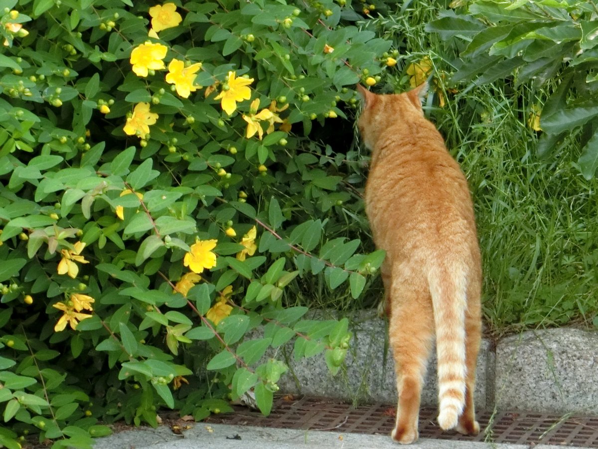 noka35520398's tweet photo. 猫日本🐱(cat japan) 🎶ヽ(^˶•ϖ•˶^)/🎶
Photo by NOKA #猫日本
ピンタレスト(Pinterest) https://t.co/PGEUGNzbQA https://t.co/TGqPnnmS8w