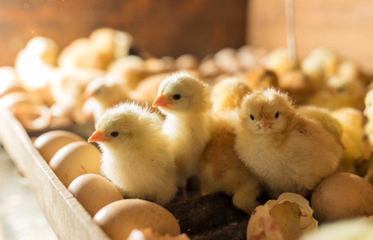 QLD Alliance for Agriculture & Food Innovation (@qaafi) on Twitter photo Can an essential oil injected in-ova improve the health of broiler chickens? Promising research from Dr Mila Meijer at the University of Queensland suggests it could activate immunity. Read about it via the link below:
bit.ly/4jTihfc
<a href="/AgriFuturesAU/">AgriFutures Australia</a>
Image: Adobe Can an essential oil injected in-ova improve the health of broiler chickens? Promising research from Dr Mila Meijer at the University of Queensland suggests it could activate immunity. Read about it via the link below:
bit.ly/4jTihfc
<a href="/AgriFuturesAU/">AgriFutures Australia</a>
Image: Adobe