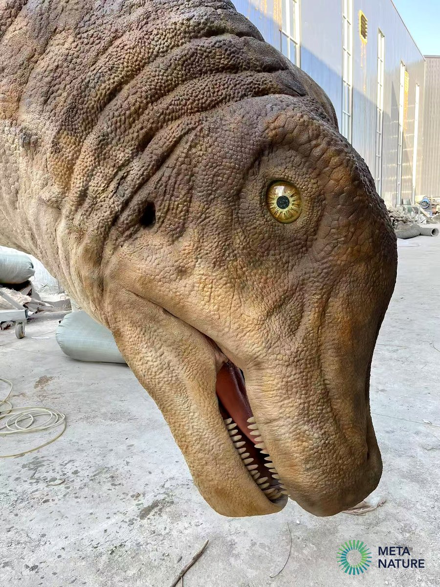 Huabeisaurus close-up