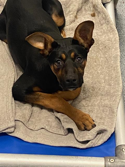 Suspense4568's tweet photo. 🆘STOP HELP GRAVE DANGER‼️DON'T OVERLOOK
FOSTER
OUT OF STATE ADOPT
⚠️DIES 5/12 #DallasTX EMAIL BY 11 AM
✨Mini #A1245270
6 MONTH SWEET GIRL DEPRESSED NOT EATING NASAL DISCHARGE
https://t.co/TeGRA1JWlj
#MothersDay #Frisco #DallasCowboys #Garland #Grapevine #Irving #Texas #Allen https://t.co/ascdbILCRc