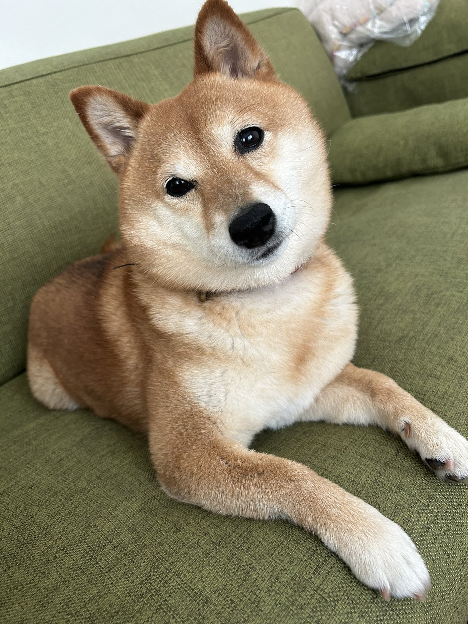 yqyさん　成犬 DSC06657.jpg