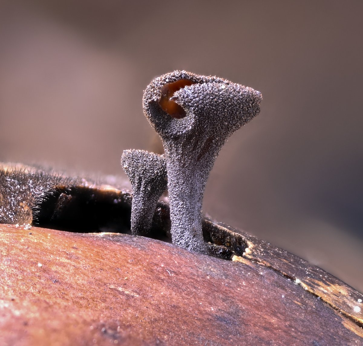 AlanRockefeller's tweet image. DNA verified Sclerotiniaceae sp. ‘CA02’ growing on a tan oak acorn in Sonoma County, California.   The third known observation of this apparently rare and likely undescribed species.   Sequenced by Mycota Lab.

iNat 229196445 / MO 489006

#fungi #ascomycota #macro