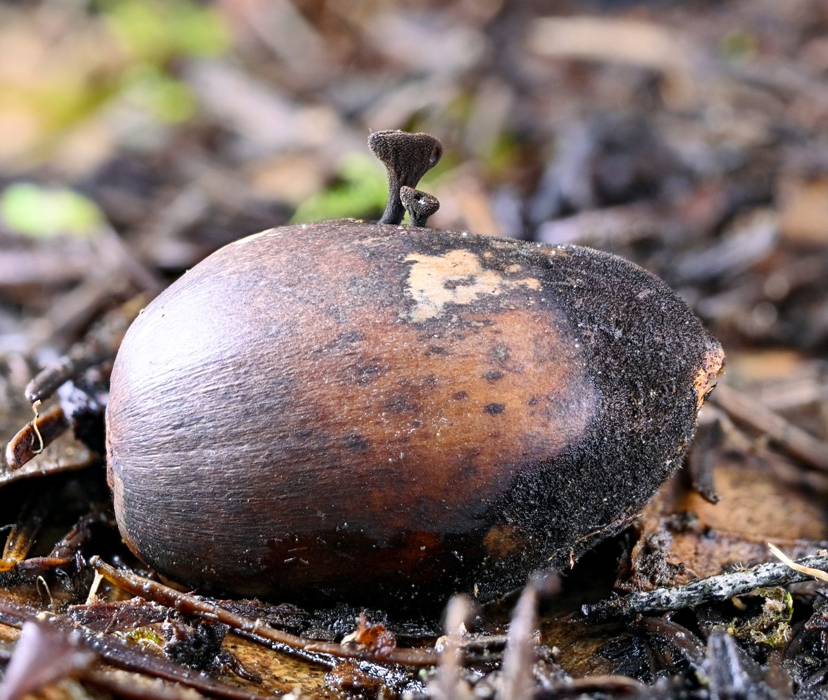 AlanRockefeller's tweet image. DNA verified Sclerotiniaceae sp. ‘CA02’ growing on a tan oak acorn in Sonoma County, California.   The third known observation of this apparently rare and likely undescribed species.   Sequenced by Mycota Lab.

iNat 229196445 / MO 489006

#fungi #ascomycota #macro