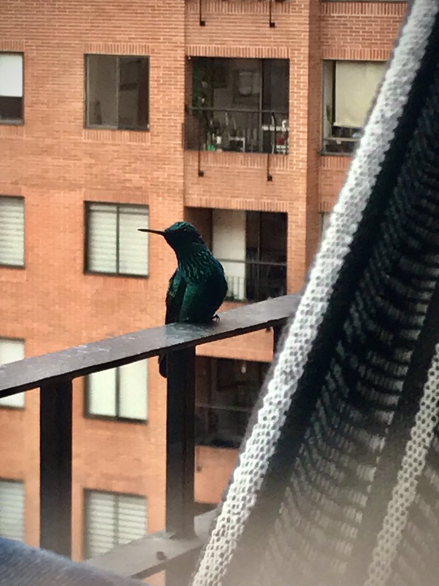 ViejoEdy10's tweet photo. @colombia_hist Colibrí de ronda por  Bogotá.
Fotos de @ViejoEdy10 tomadas con celular https://t.co/9emHE0evWg