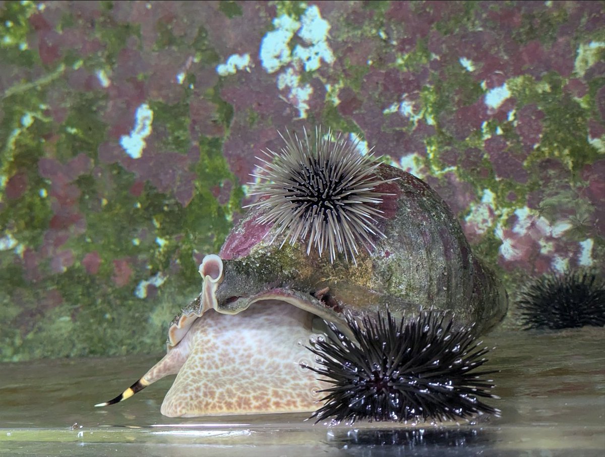 At #SeaSim, our algae-eating urchins decided to give a Triton snail a full shell scrub using their 5-toothed jaws (Aristotle’s lantern).

Helpful? Opportunistic?

Marine life never fails to surprise — or amuse. 🐌
