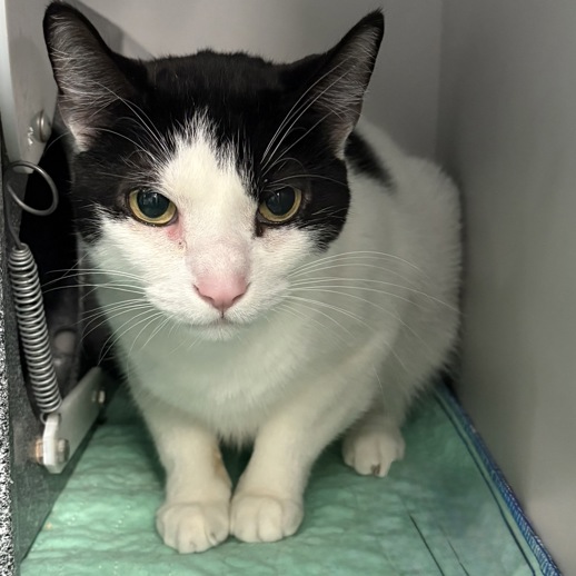 NYCDEATHROWCATS's tweet image. THERE ARE 34 ANIMALS (14 CATS & 20 DOGS) AT RISK FOR TUESDAY 05/13/25 DEADLINE IS NOON. PLEASE SHARE, FOSTER, ADOPT, TAG FRIENDS, POST TO SOCIAL MEDIA SITES, PLEDGE TO HELP SAVE THEIR LIVES. NEW PHOTOS. newhope.shelterbuddy.com/animal/list