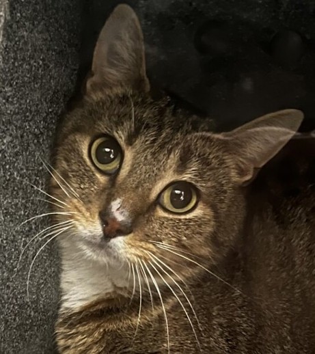 NYCDEATHROWCATS's tweet image. THERE ARE 34 ANIMALS (14 CATS & 20 DOGS) AT RISK FOR TUESDAY 05/13/25 DEADLINE IS NOON. PLEASE SHARE, FOSTER, ADOPT, TAG FRIENDS, POST TO SOCIAL MEDIA SITES, PLEDGE TO HELP SAVE THEIR LIVES. NEW PHOTOS. newhope.shelterbuddy.com/animal/list