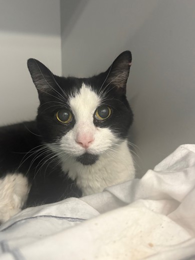NYCDEATHROWCATS's tweet image. THERE ARE 34 ANIMALS (14 CATS & 20 DOGS) AT RISK FOR TUESDAY 05/13/25 DEADLINE IS NOON. PLEASE SHARE, FOSTER, ADOPT, TAG FRIENDS, POST TO SOCIAL MEDIA SITES, PLEDGE TO HELP SAVE THEIR LIVES. NEW PHOTOS. newhope.shelterbuddy.com/animal/list