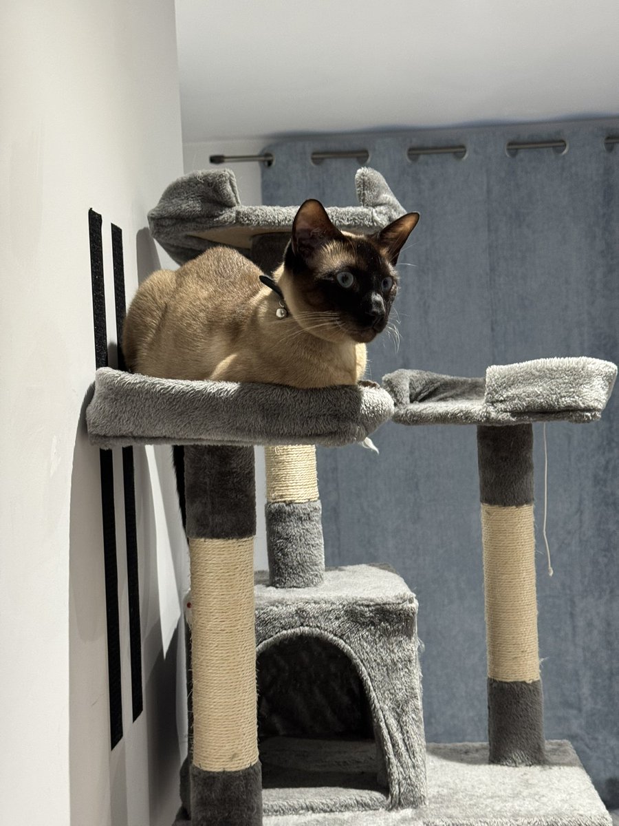 petew_4's tweet image. I see Chicken on the side