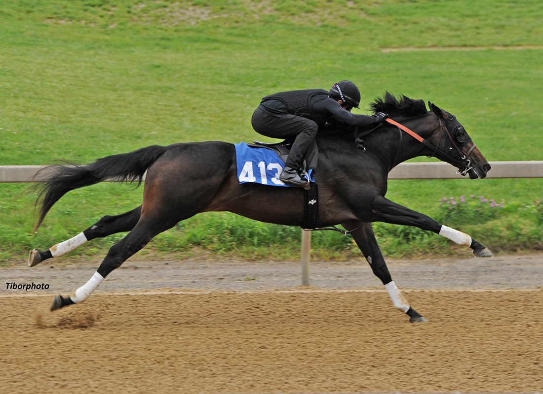 Top Line Sales (@toplinetbs) on Twitter photo Yay!!!! Our grads are on Fire 🔥 and so proud of them! Freedoms Not Free now a 2X stakes winner! Sold at <a href="/FasigTiptonCo/">Fasig-Tipton</a> Maryland sale almost a year ago today! Congratulations to his connections! We have a fantastic group for Maryland this year. #OmahaBeach Yay!!!! Our grads are on Fire 🔥 and so proud of them! Freedoms Not Free now a 2X stakes winner! Sold at <a href="/FasigTiptonCo/">Fasig-Tipton</a> Maryland sale almost a year ago today! Congratulations to his connections! We have a fantastic group for Maryland this year. #OmahaBeach