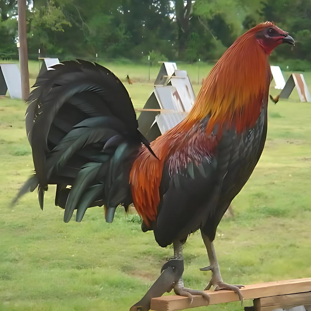 SoyGalleroMX's tweet photo. La limpieza no es rutina, es prevención. Desinfecta bebederos, comederos, jaulas e incubadoras con regularidad. Un equipo limpio evita enfermedades, mejora el rendimiento y protege tu inversión. ✅

#Gallos #Galleros https://t.co/8DRBkZWslk