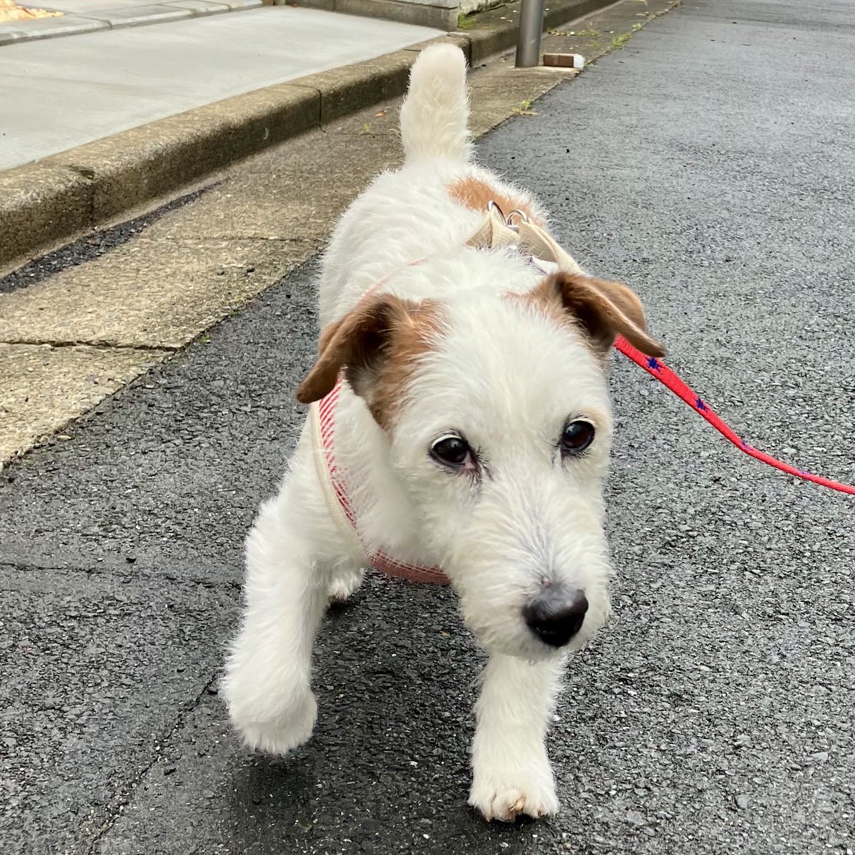 ビーバー天国 tweet media