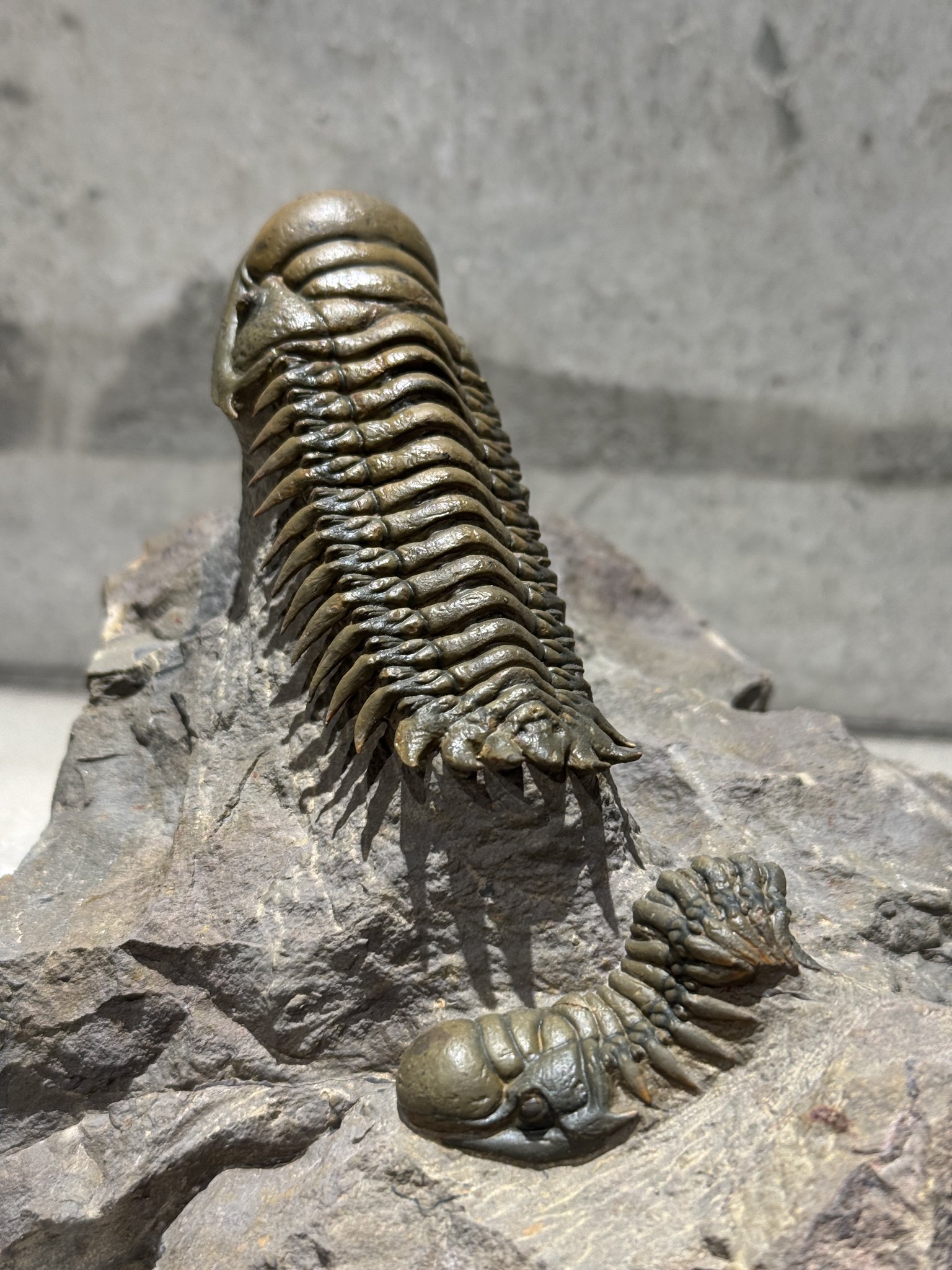 三葉虫の化石 良品 カナダ産 イソテルス 本物保証 三葉虫の化石 良品 カナダ産 イソテルス 本物保証（超特価セール