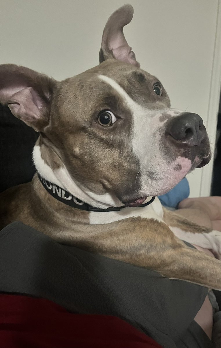 Sunday Funday🐶🐾