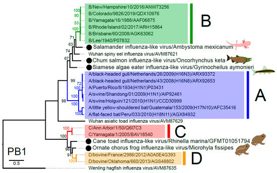 Michelle Wille (@duckswabber) on Twitter photo <a href="/RhysHParry/">Rhys Parry</a> and I found some weird influenza B viruses in fish. For 2, the HA's bind a2,3 sialic acid ("bird type receptor"). The Siamese algae eater virus NA has a highly conserved structure and active site. No cross-reactive antibodies in human sera.
👉biorxiv.org/content/10.110… <a href="/RhysHParry/">Rhys Parry</a> and I found some weird influenza B viruses in fish. For 2, the HA's bind a2,3 sialic acid ("bird type receptor"). The Siamese algae eater virus NA has a highly conserved structure and active site. No cross-reactive antibodies in human sera.
👉biorxiv.org/content/10.110…