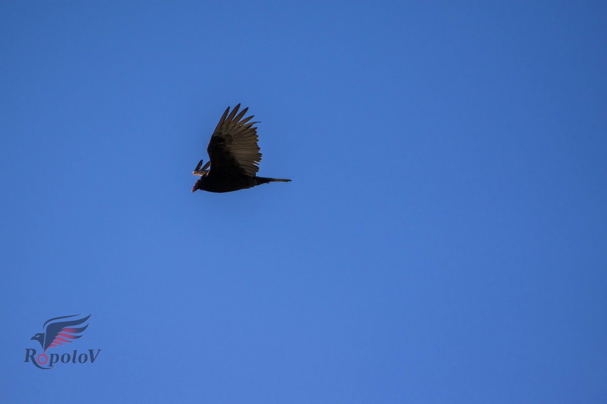 RopoloV's tweet photo. Urubu à tête rouge (Carduelis pinus)
Lévis QC,CA https://t.co/TAqMn1bCdJ
