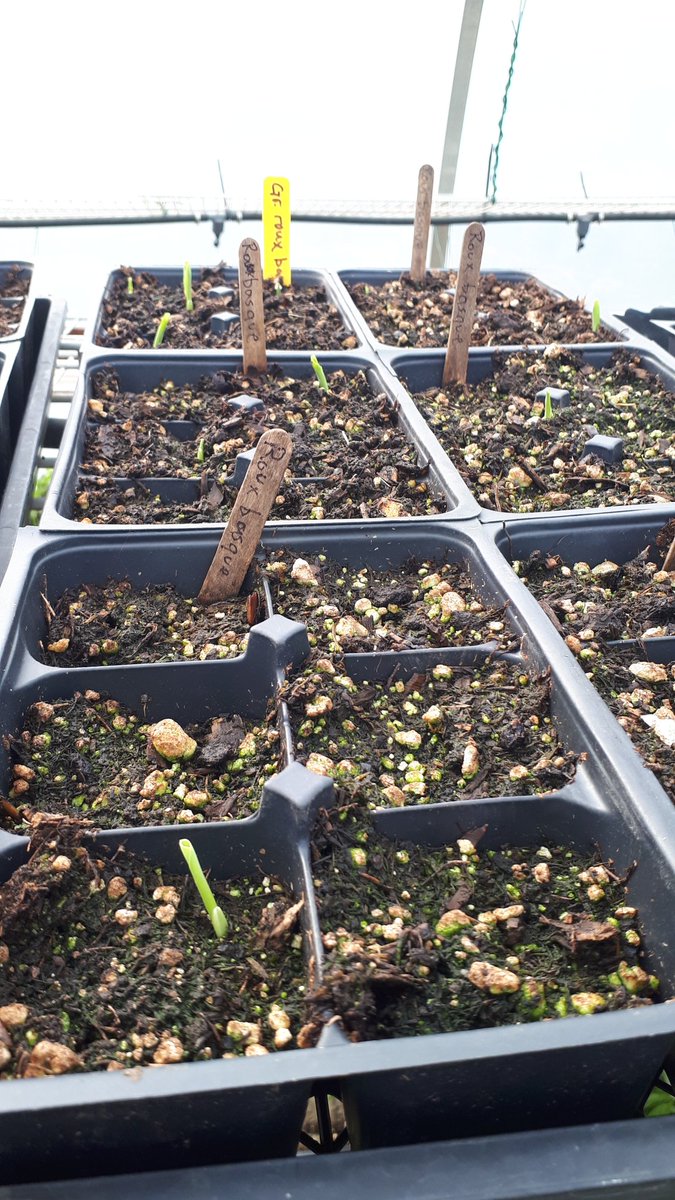 Emergence of an heirloom maize from #paysbasque.
Big red basque or arto gorria in Basque. We're keen to grow a small population of this historical variety.
Stay tuned.
#FoodSecurity