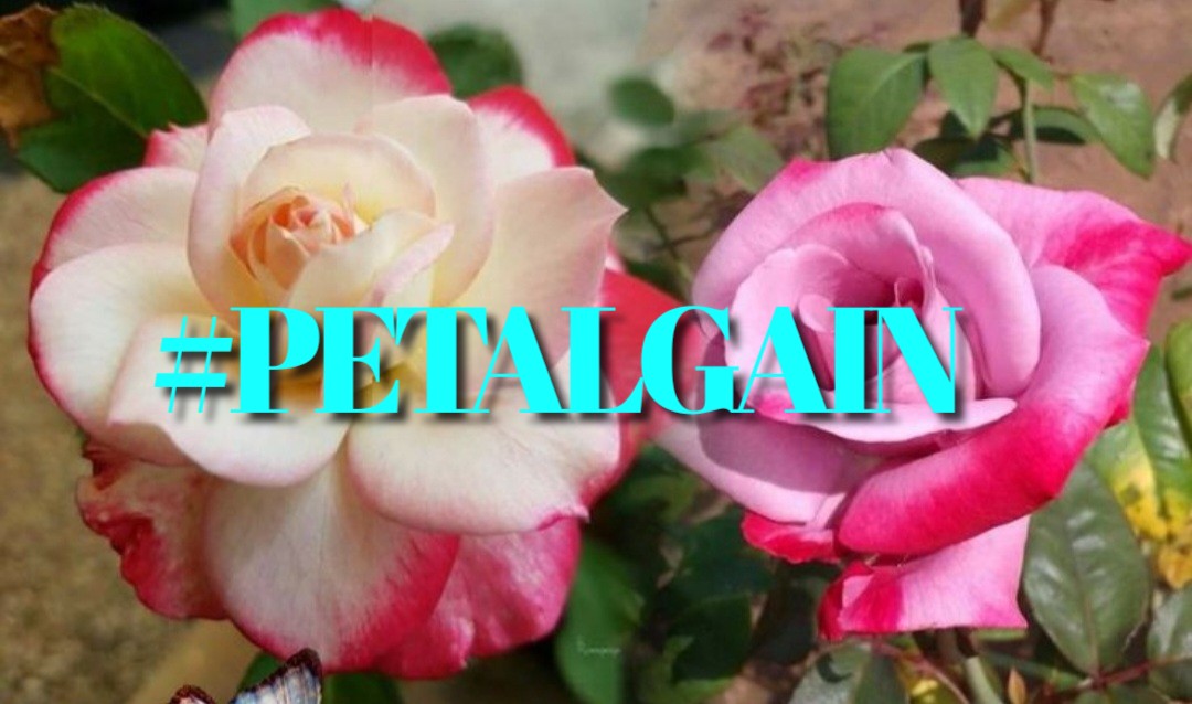 lumpie125 (@lumpie125) on Twitter photo #PETALGAIN
<a href="/swydersk/">Deb #TmPetaL🌹#Resist💙 #NeverTrump Enjoy the ride</a> <a href="/lumpie125/">lumpie125</a>
<a href="/WALLI27/">Jhon f perez🎶🎸🚵☯</a>
<a href="/Spencerjames211/">Spencer James #GAINWITHPETAL #TMPETAL #Teamspirit</a>
<a href="/coffee_love462/">❄️☕️Maddy - IFB☕️❄️</a>
<a href="/monicampon/">🌷 Mₒ𝚗ᵢCₐᗰ𝐩ₒ𝚗 🌷</a>
<a href="/DALIHAH_/">꧁•❥ 💙ᗪ卂ㄥ丨卄卂卄_❥ 💙꧂</a>
<a href="/_ALESXIA/">꒰ ͜͡➸ 🔴 A̫̫L̫̫E̫̫S̫̫X̫̫I̫̫A̫̫ ꒰ ͜͡➸🔴</a>
<a href="/SOY_ALESXIA2/">🎀 ❥ SOY_ALESXIA2 ❥ 🎀</a>
<a href="/OlgaPart1/">˚₊· ͟͟͞͞➳❥💎 OLGA 💎˚₊· ͟͟͞͞➳❥</a>
<a href="/MoniT__/">(◕♡◕) 𝔐𝔬𝔫𝔦 𝔗 ˛˛ƪ(⌾⃝ ౪ ⌾⃝ ๑)و ̉ ̉</a>
<a href="/MARTHA_CAN2/">MARTHA 👑</a>
<a href="/LauraM24960/">LAURA 👑</a>
<a href="/MirnaVernal/">👑 MIRNA 🛍🛍</a>
<a href="/mgor2021/">🆁🅾🅱🅴🆁🆁🅾🆄🅰</a>
<a href="/NlHILIST/">🎩LORD NIHILIST♪ IFB ALL: UNFOLLOW=BLOCK</a>
<a href="/MARTHAMUSSY/">⚘MARTHA MUSSY ⚘</a>
<a href="/GRAHAM15583/">🅶🆁🅰🅷🅰🅼</a>
<a href="/CLARABENZA/">👠🛍️ CLARA 🛍️👠</a>
<a href="/nuvisionquestt3/">🦅NU_VISION_QUEST_TYPE3🏹</a>
<a href="/Siogo61/">@siogo61</a> <a href="/bluea125/">BlueA125</a> #PETALGAIN
<a href="/swydersk/">Deb #TmPetaL🌹#Resist💙 #NeverTrump Enjoy the ride</a> <a href="/lumpie125/">lumpie125</a>
<a href="/WALLI27/">Jhon f perez🎶🎸🚵☯</a>
<a href="/Spencerjames211/">Spencer James #GAINWITHPETAL #TMPETAL #Teamspirit</a>
<a href="/coffee_love462/">❄️☕️Maddy - IFB☕️❄️</a>
<a href="/monicampon/">🌷 Mₒ𝚗ᵢCₐᗰ𝐩ₒ𝚗 🌷</a>
<a href="/DALIHAH_/">꧁•❥ 💙ᗪ卂ㄥ丨卄卂卄_❥ 💙꧂</a>
<a href="/_ALESXIA/">꒰ ͜͡➸ 🔴 A̫̫L̫̫E̫̫S̫̫X̫̫I̫̫A̫̫ ꒰ ͜͡➸🔴</a>
<a href="/SOY_ALESXIA2/">🎀 ❥ SOY_ALESXIA2 ❥ 🎀</a>
<a href="/OlgaPart1/">˚₊· ͟͟͞͞➳❥💎 OLGA 💎˚₊· ͟͟͞͞➳❥</a>
<a href="/MoniT__/">(◕♡◕) 𝔐𝔬𝔫𝔦 𝔗 ˛˛ƪ(⌾⃝ ౪ ⌾⃝ ๑)و ̉ ̉</a>
<a href="/MARTHA_CAN2/">MARTHA 👑</a>
<a href="/LauraM24960/">LAURA 👑</a>
<a href="/MirnaVernal/">👑 MIRNA 🛍🛍</a>
<a href="/mgor2021/">🆁🅾🅱🅴🆁🆁🅾🆄🅰</a>
<a href="/NlHILIST/">🎩LORD NIHILIST♪ IFB ALL: UNFOLLOW=BLOCK</a>
<a href="/MARTHAMUSSY/">⚘MARTHA MUSSY ⚘</a>
<a href="/GRAHAM15583/">🅶🆁🅰🅷🅰🅼</a>
<a href="/CLARABENZA/">👠🛍️ CLARA 🛍️👠</a>
<a href="/nuvisionquestt3/">🦅NU_VISION_QUEST_TYPE3🏹</a>
<a href="/Siogo61/">@siogo61</a> <a href="/bluea125/">BlueA125</a>