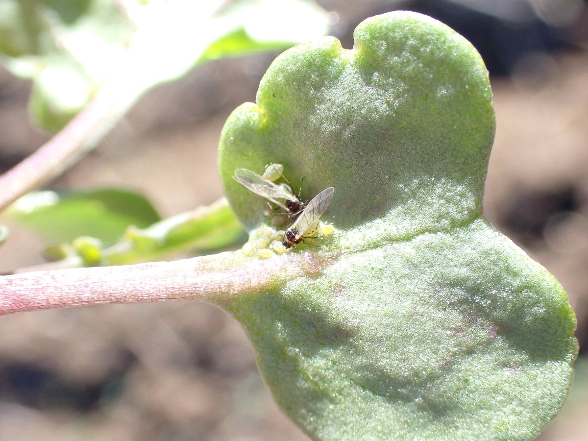 Zorica Duric tweet media