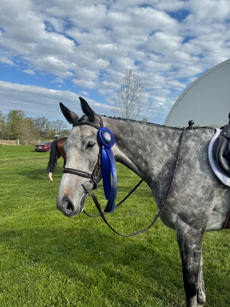 Let's Go Big Blue winning away from the track in his second career as a hunter. 🏆
