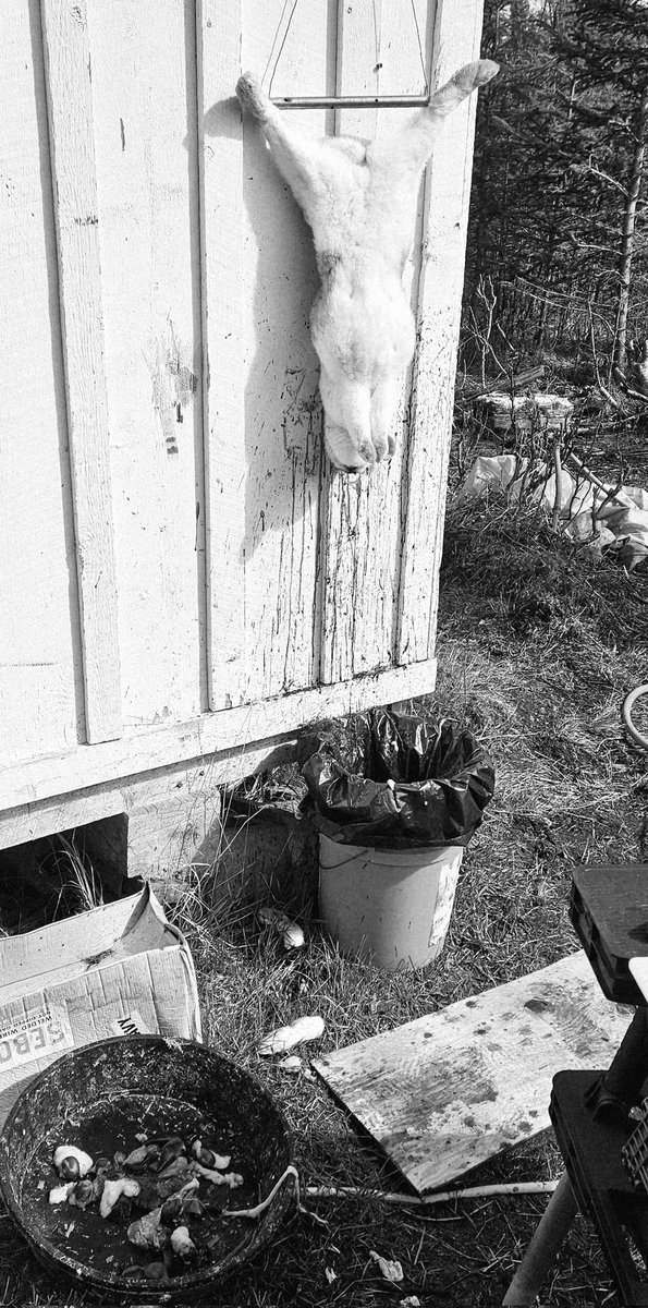 Never a fun day. Our animals are treated well, pampered, loved, and given the best lives we can give. Reality is, though, livestock animals are raised for food. Eventually, harvest/freezer camp day rolls around. We're thankful that we can feed our family healthy, sustainable, and