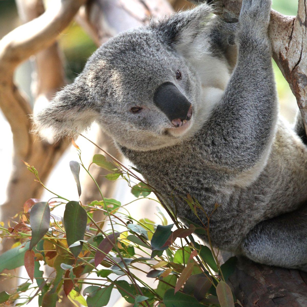 Well howdy there! 🤠

#savethekoala #notreenome
