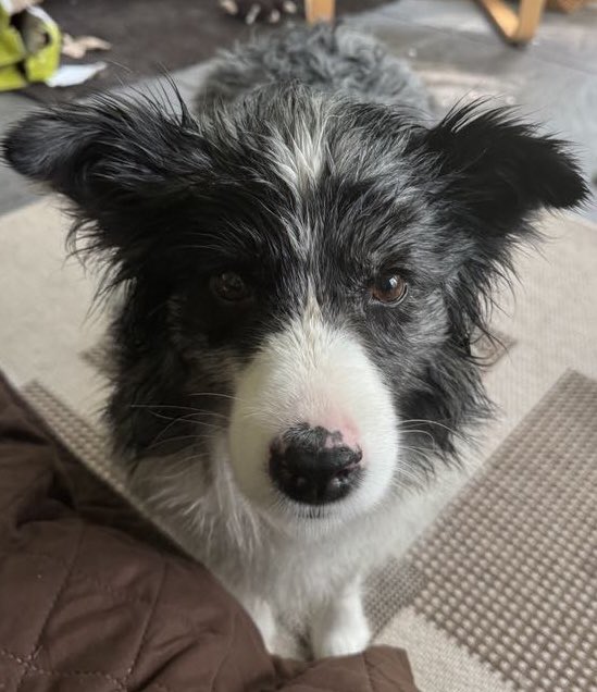 Happy Mother’s Day to Mama Kasha (Omegamtn’s Vampire Queen), my birth mom!!

My Mama Kasha is beautiful but she is also very lovey. I inherited Mama Kasha’s love of people and cuddles!

Mama Kasha is retired and lives with my littermate + sister Callaway now 🥰