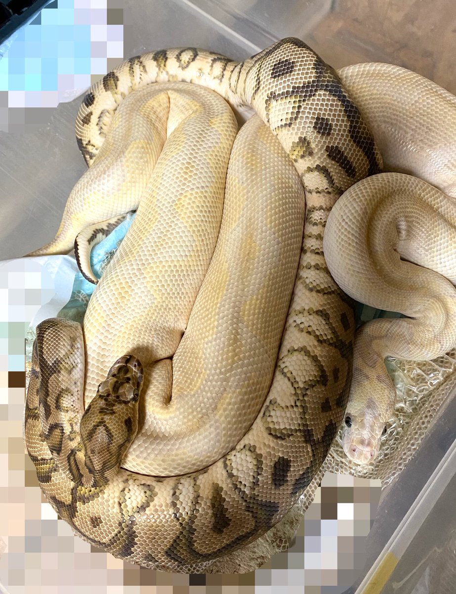Free_reptile's tweet image. 目視確認したらがっつりかかってました🐍