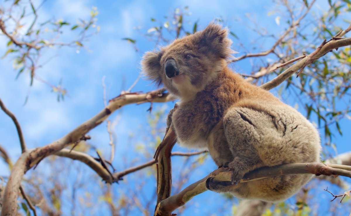 Read Deborah's latest diary below:

👉 savethekoala.com/blog-post/dont…

#savethekoala #notreenome