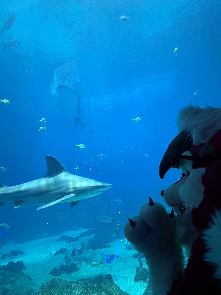 what a strange creature #FWA2025 

📸 ninjatreecko