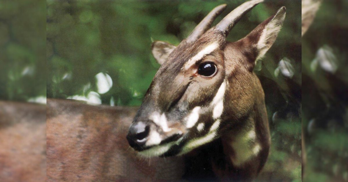 【アジアのユニコーン】幻の動物「サオラ」のゲノム解析に初成功！
nazology.kusuguru.co.jp/archives/177248

デンマークUCは幻の哺乳類「サオラ」のゲノム解析に世界で初成功したと報告。サオラは10年以上見つかっていない絶滅危惧種。しかし本研究でサオラを保護するための良い知らせが得られたようです。