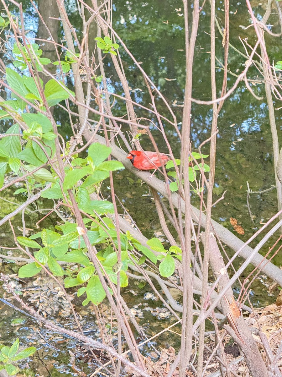 AnHeartist's tweet image. Highlight of the day!!!

- Celebrated Mother’s Day which is always special 
- Enjoyed a well deserved cheat day 😬
- Spotted a beautiful cardinal - a little sign of hope and good luck ❤️
- Had some peaceful "me time" to recharge #weekendDump