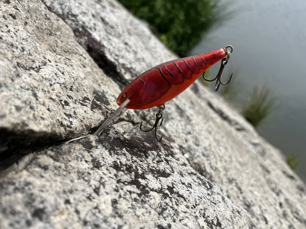 ザリガニの日🦀 - Cerca / X