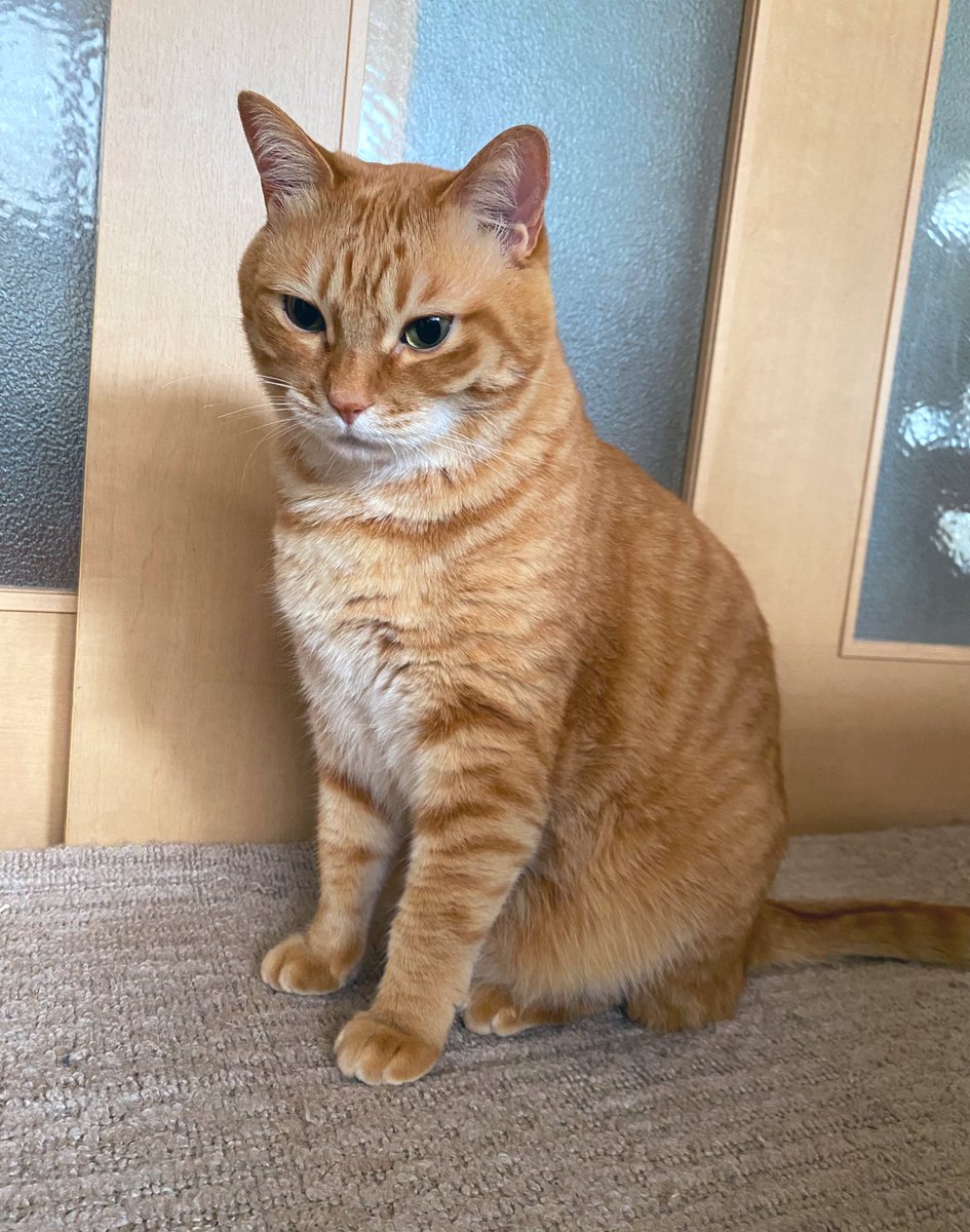 トラ猫ゴロー 😬😬 ⁡ ⁡ ニーーッッッ！！！！😬😬😼 ⁡ ⁡ 撮影📸🧑 camera