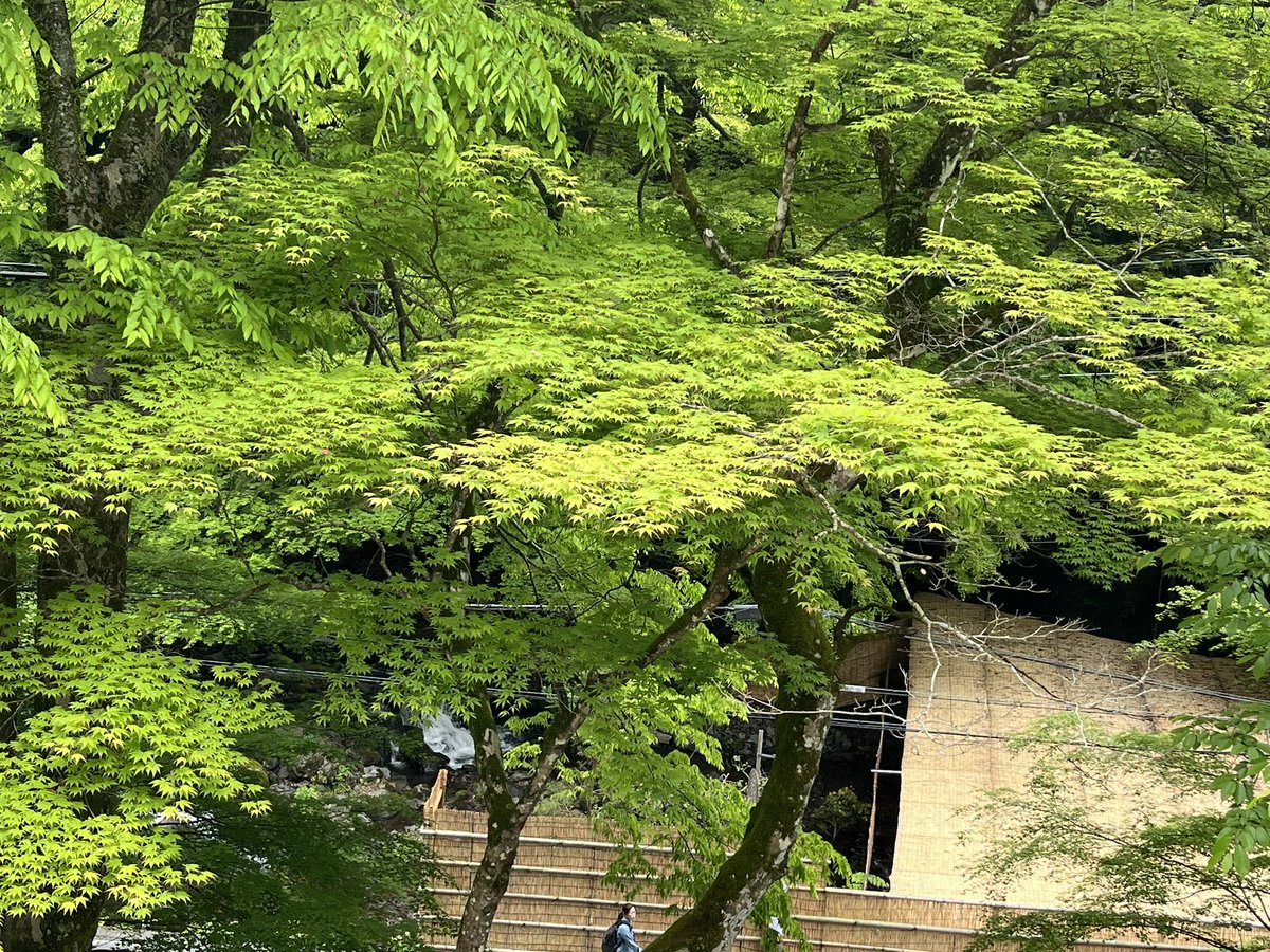 週末は京都で新緑をたっぷり浴びてリフレッシュ。今日からまた頑張ろう！！