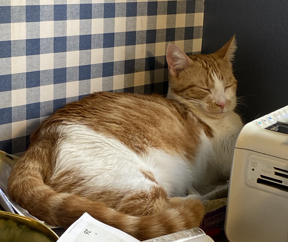 The Office Oracle
#cats