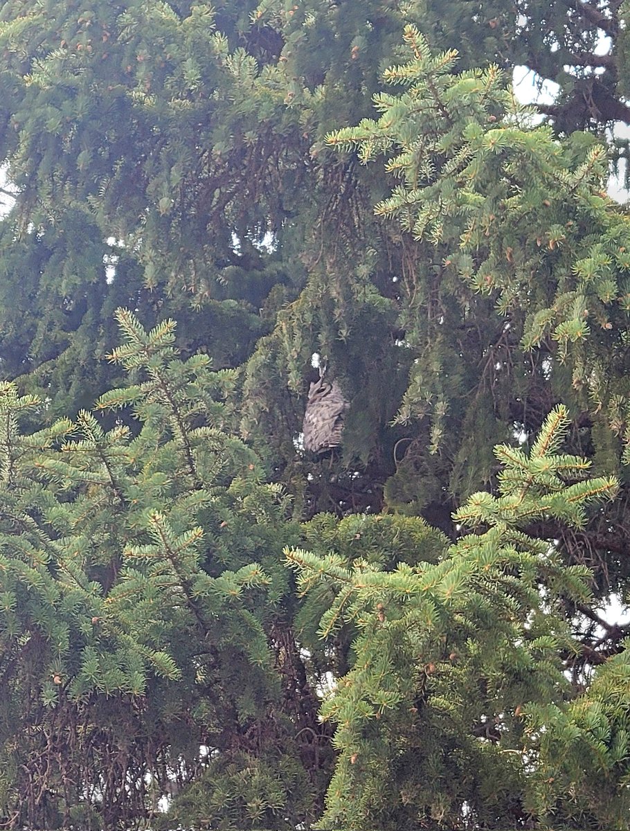 This pretty creature just doesn't give a Hoot!